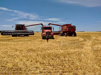 harvest 2.jpg